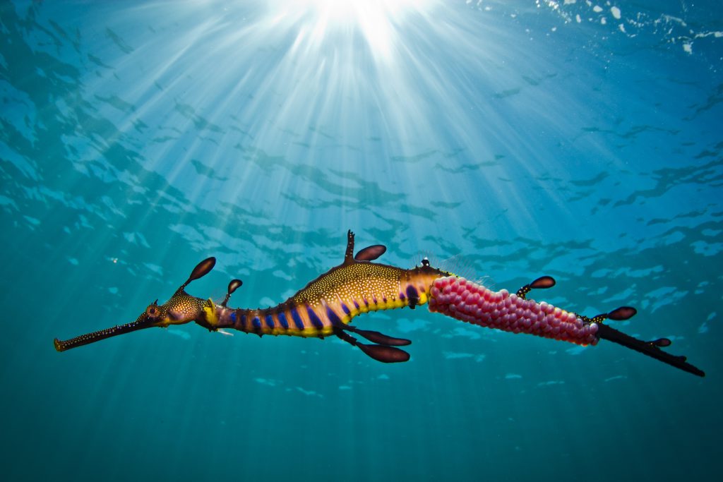 Richard Wylie's image, Richard Wylie's image,